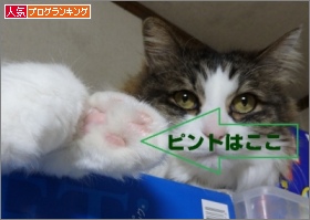 人気blogランキング【猫】へ